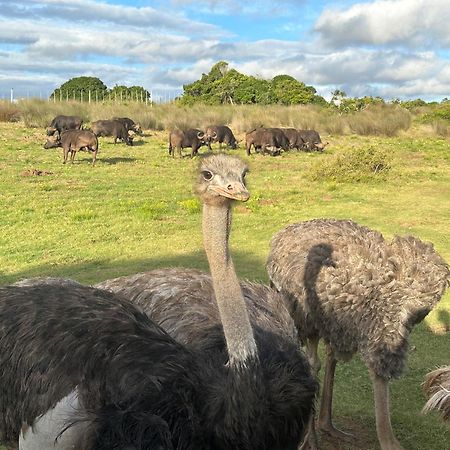 Ostrich Cottage At Les Wings Private Game Farm Groot-Jongensfontein Екстер'єр фото