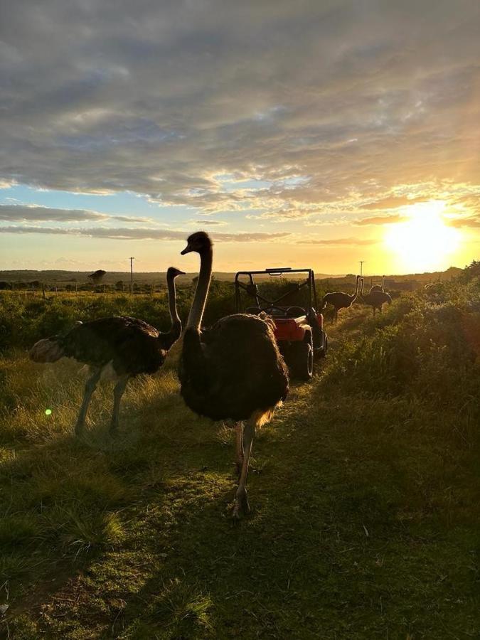 Ostrich Cottage At Les Wings Private Game Farm Groot-Jongensfontein Екстер'єр фото