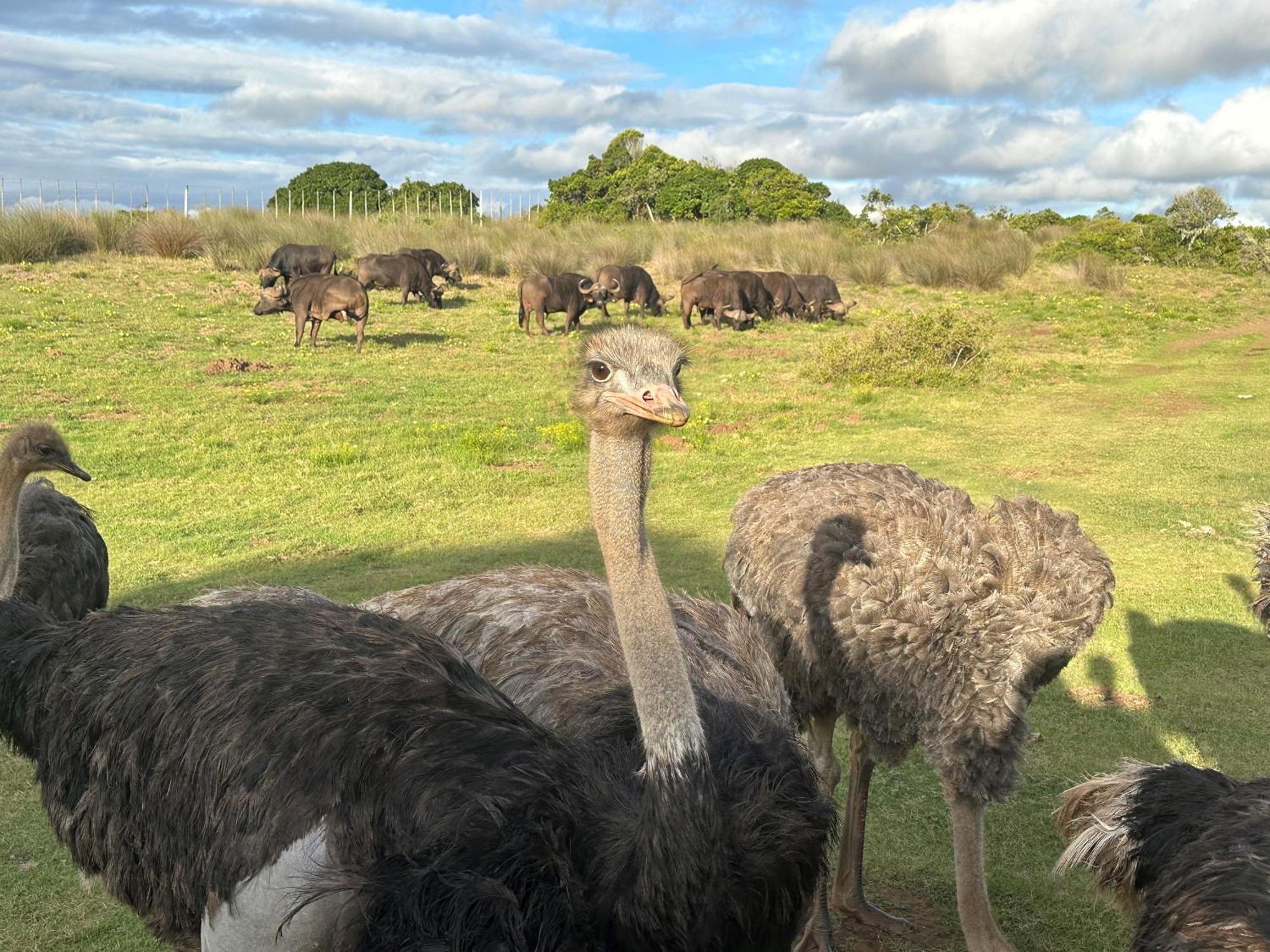 Ostrich Cottage At Les Wings Private Game Farm Groot-Jongensfontein Екстер'єр фото